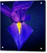 Purple Petals #1 Acrylic Print
