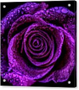 Purple Rose #1 Acrylic Print