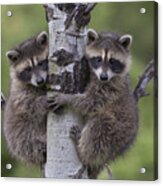 Raccoon Two Babies Climbing Tree Acrylic Print