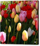 Colourful Tulips Acrylic Print