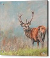 Red Deer Stag #1 Acrylic Print