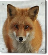 Red Fox #1 Acrylic Print