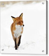 Red Fox In A White Winter Wonderland #1 Acrylic Print