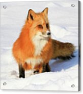 Red Fox #1 Acrylic Print