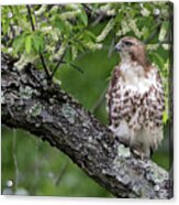 Red Tailed Hawk #1 Acrylic Print