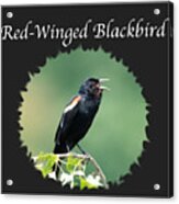 Red-winged Blackbird Acrylic Print