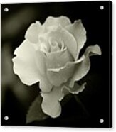 Rose Black And White Ii Acrylic Print