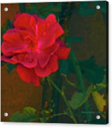 Rose  #1 Acrylic Print