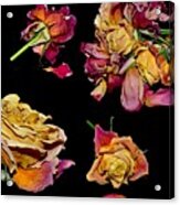 Roses #12 Acrylic Print