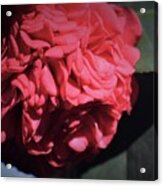 Ruffled Camellia #1 Acrylic Print