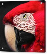 Scarlet Macaw - Ara Macao #1 Acrylic Print