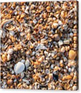Sea Shells By The Seashore, Amelia Island, Florida #2 Acrylic Print