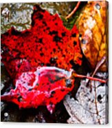 Signs Of Autumn #1 Acrylic Print