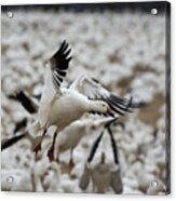 Snow Geese - Middle Creek, Pa #1 Acrylic Print