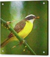 Social Flycatcher Panaca Quimbaya Colombia Acrylic Print