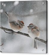 Sparrow Kiss #1 Acrylic Print