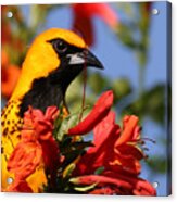 Spot Breasted Oriole #2 Acrylic Print