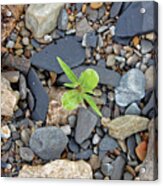 Stand Out From The Crowd #1 Acrylic Print