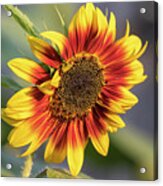 Sunflower 2018-1 Acrylic Print