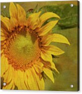 Sunflower #1 Acrylic Print