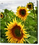 Sunflower Field 4 Acrylic Print