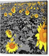 Sunflowers #1 Acrylic Print