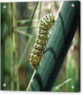 Swallowtail Caterpillar #1 Acrylic Print