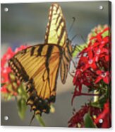Swallowtail #1 Acrylic Print