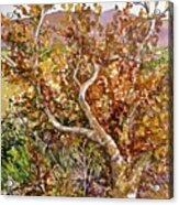 Sycamore At Montezuma's Well Ii #1 Acrylic Print