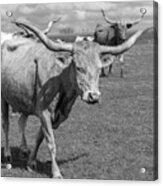 Texas Longhorns #1 Acrylic Print