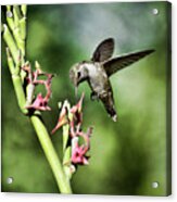 The Hummingbird  #1 Acrylic Print