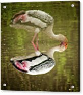 The Painted Stork  Mycteria Leucocephala  #1 Acrylic Print