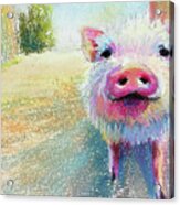 This Little Piggy #1 Acrylic Print