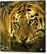 Tiger In Water #1 Acrylic Print