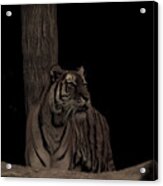 Tiger #1 Acrylic Print