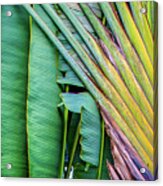 Tropical Palms #1 Acrylic Print