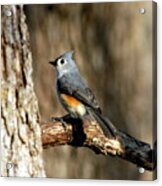 Tufted Titmouse On Branch Acrylic Print