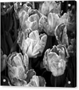 Tulips #1 Acrylic Print