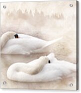 Two Swans #1 Acrylic Print