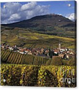 Vineyard In Alsace, France #1 Acrylic Print