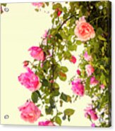 Vintage Roses #1 Acrylic Print