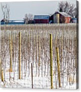 Vinyard On Down Road  #1 Acrylic Print