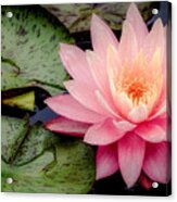 Water Lily In Pink #1 Acrylic Print
