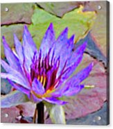 Water Lily #1 Acrylic Print