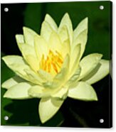 Water Lily #1 Acrylic Print