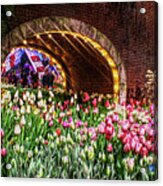 Welcoming Tulips #1 Acrylic Print