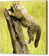 What A Cutie Acrylic Print