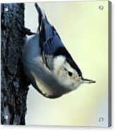 White Breasted Nuthatch Wading River New York #1 Acrylic Print
