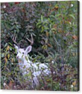 White Buck In Autumn #1 Acrylic Print