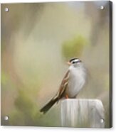 White Crowned Sparrow #1 Acrylic Print